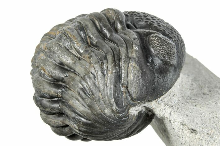 Bargain, Curled Pedinopariops Trilobite - Mrakib, Morocco #287666